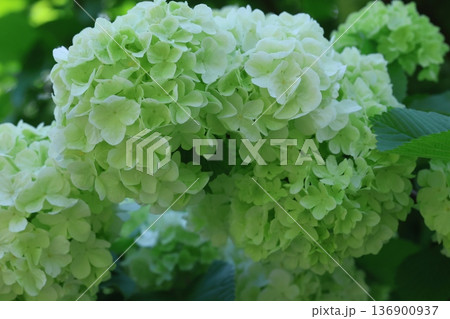 白いオオデマリ 白いオオデマリ 136900937