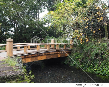 実のなる柿の木の傍らの古風な橋 実のなる柿の木の傍らの古風な橋 136901008