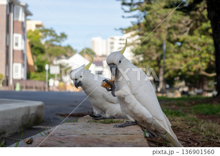 Sulphur-crested cockatoos foraging in the streets of Manly, Sydney, Australia Sulphur-crested cockatoos foraging in the streets of Manly, Sydney, Australia 136901560