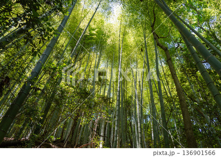 Bamboo forest near Mitaki-Dera temple in Hiroshima, Japan Bamboo forest near Mitaki-Dera temple in Hiroshima, Japan 136901566