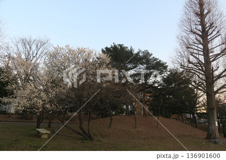 早春の公園で風に揺れる木々と梅 136901600