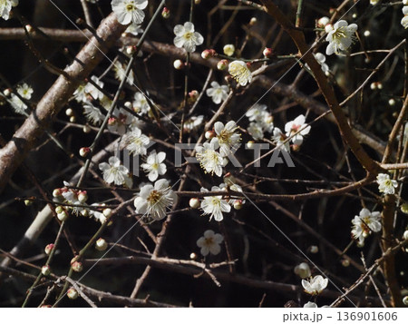 たくさんの花とつぼみをつけた白梅の木(日差しを浴びた吉野川上流のウメ) たくさんの花とつぼみをつけた白梅の木(日差しを浴びた吉野川上流のウメ) 136901606