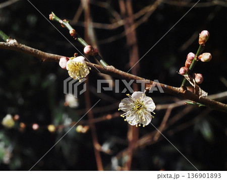冬の日差しを浴びた一重の白梅の花のクローズアップ（白い花とつぼみをつけた梅の枝） 136901893