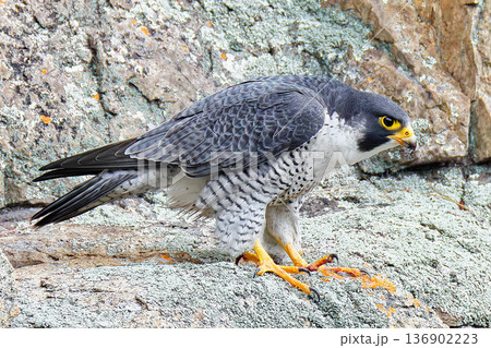 飛び立つ体制のハヤブサ 136902223