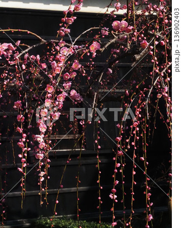 高知城梅の段の枝垂れ梅(日差しを浴びた詰門前のピンクのウメの花々) 高知城梅の段の枝垂れ梅(日差しを浴びた詰門前のピンクのウメの花々) 136902403