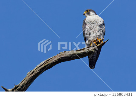 枯れ木の先端に留まるハヤブサ 枯れ木の先端に留まるハヤブサ 136903431