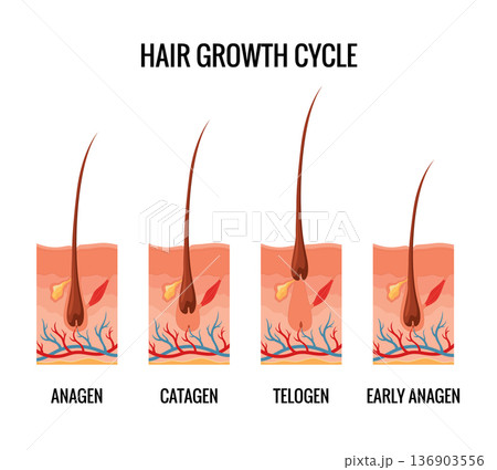 Hair growth cycle. Follicles phase. Anagen, Catagen and Telogen of hair bulbs phase. Human hair follicle anatomy. Cross section of layers of the skin 136903556