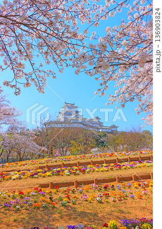 兵庫県姫路市、満開の桜と姫路城の風景 兵庫県姫路市、満開の桜と姫路城の風景 136903824
