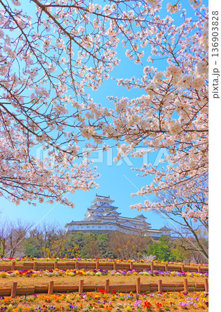 兵庫県姫路市、満開の桜と姫路城の風景 兵庫県姫路市、満開の桜と姫路城の風景 136903828