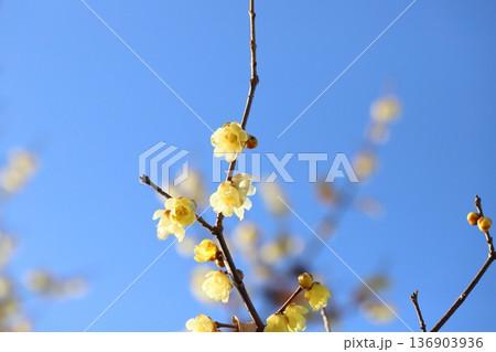 冬の公園に咲く黄色いロウバイの花 136903936