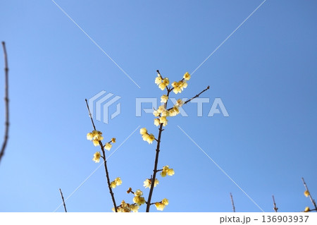 冬の公園に咲く黄色いロウバイの花 136903937