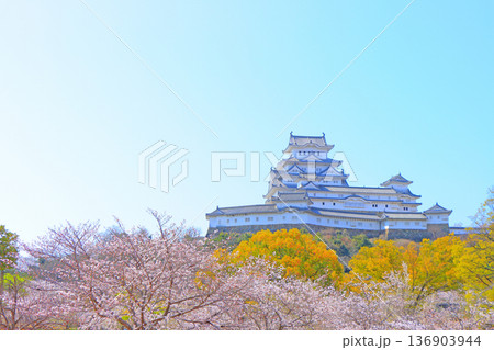 兵庫県姫路市、満開の桜と姫路城の風景 136903944