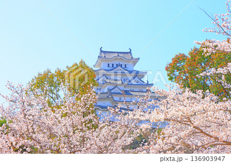 兵庫県姫路市、満開の桜と姫路城の風景 兵庫県姫路市、満開の桜と姫路城の風景 136903947