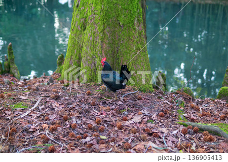 Black rooster under big tree on the bank of a pond in the forest. 136905413
