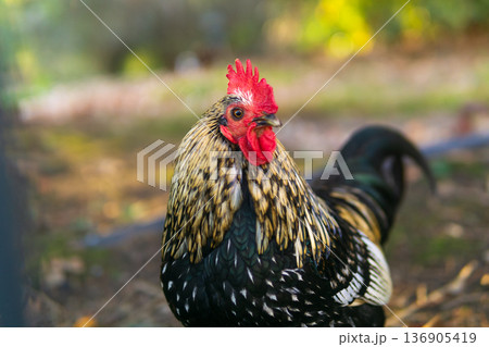 Beautiful rooster on the farm. Close-up portrait. Beautiful rooster on the farm. Close-up portrait. 136905419