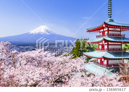 新倉山浅間公園の春の絶景　満開の桜と忠霊塔と富士山【山梨県・富士吉田市】 136905617