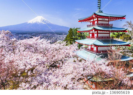 新倉山浅間公園の展望台から見る絶景　満開の桜と忠霊塔と富士山【山梨県・富士吉田市】 136905619