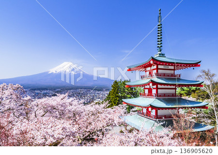 春の新倉山浅間公園　展望台から望む満開の桜と富士山と忠霊塔【山梨県・富士吉田市】 136905620