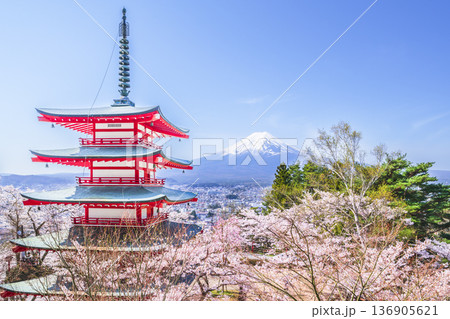 新倉山浅間公園の展望台から見る絶景　満開の桜と忠霊塔と富士山【山梨県・富士吉田市】 136905621