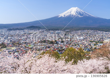 新倉山浅間公園の展望台から見る春の絶景　満開の桜と富士山と麓の街並み【山梨県・富士吉田市】 136905626