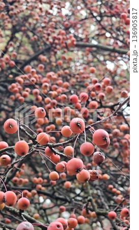 ripe rosehip berries,ready for making tea, rosehip fruit from medicinal fruits, fruits of vitamin c store ripe rosehip berries,ready for making tea, rosehip fruit from medicinal fruits, fruits of vitamin c store 136905817