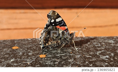 Butterfly Sun Admiral, Vanessa atalanta Colorful Red Admiral butterfly, Vanessa atalanta, landing on a red brick wall and gently fluttering its wings in the warm sunlight 136905821