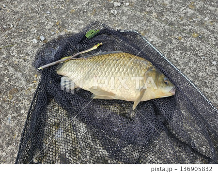 carp in a net Top view of a freshly caught carp fish inside a net carp in a net Top view of a freshly caught carp fish inside a net 136905832