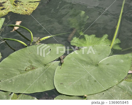 a photography of a bowl of water with lily pads floating on it. 136905845