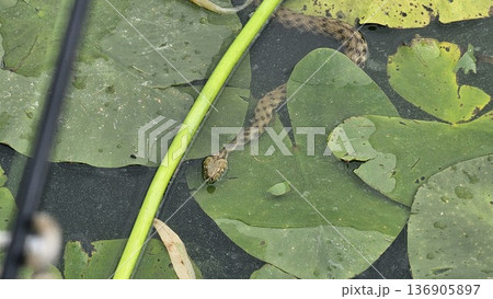 Grass snake on floating leaves in water holding tadpole or small fish in mouth, natural feeding scene, wildlife close-up of predator-prey interaction, snake hunting in freshwater habitat 136905897