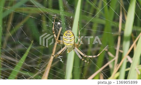 tiger argiope, Argiope bruennich, wasp spider Sits in a Web. Poisonous spherical striped spider with a yellow belly, shaggy paws in sun. Forest spider lives and hunts in grass. Wild nature. Zoom. 136905899