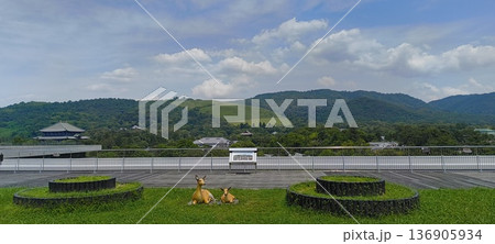 奈良県庁の屋上庭園から若草山を臨む 奈良県庁の屋上庭園から若草山を臨む 136905934