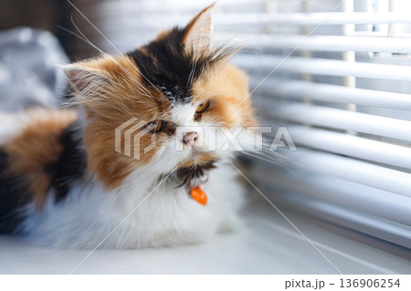 Fluffy Calico Cat Sitting Calmly 136906254