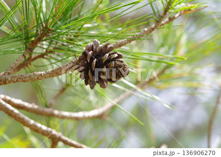 松ぼっくり 松かさ 136906270