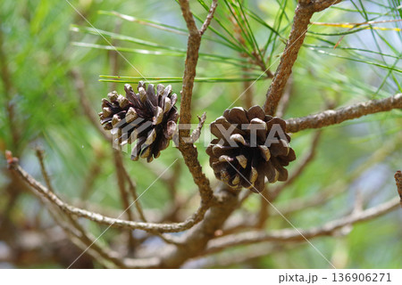 松ぼっくり 松かさ 136906271