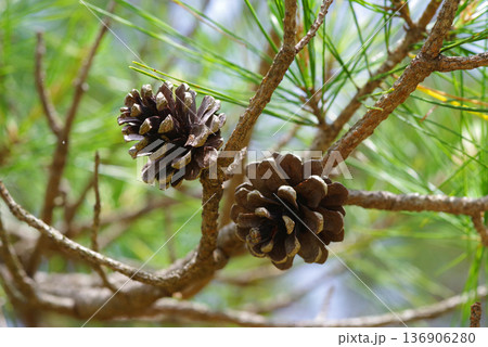 松ぼっくり 松かさ 136906280