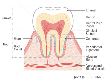 歯の構造イラスト 歯冠・歯根・エナメル質・象牙質の解説図 歯の構造イラスト 歯冠・歯根・エナメル質・象牙質の解説図 136906632