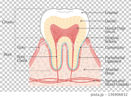 歯の構造イラスト 歯冠・歯根・エナメル質・象牙質の解説図 歯の構造イラスト 歯冠・歯根・エナメル質・象牙質の解説図 136906632