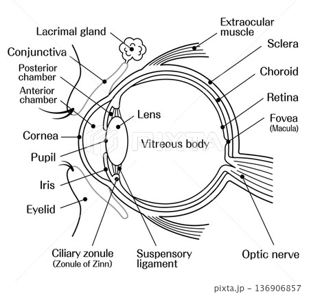 目の構造(眼球断面図)の解剖イラスト モノクロ 線画 目の構造(眼球断面図)の解剖イラスト モノクロ 線画 136906857
