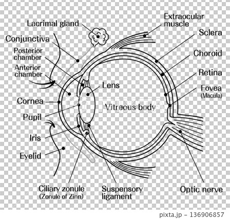 目の構造(眼球断面図)の解剖イラスト モノクロ 線画 目の構造(眼球断面図)の解剖イラスト モノクロ 線画 136906857