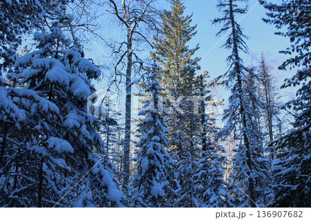 Snow covered fir trees. Winter forest landscape with white snow. Nature Siberian taiga 136907682