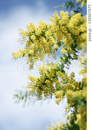 青空に広がるミモザの花 枠を描く春のフレーム背景 縦構図 136907875