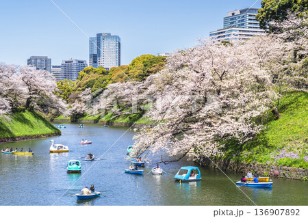春の千鳥ヶ淵　桜咲く都市の風景【東京都・千代田区】 136907892