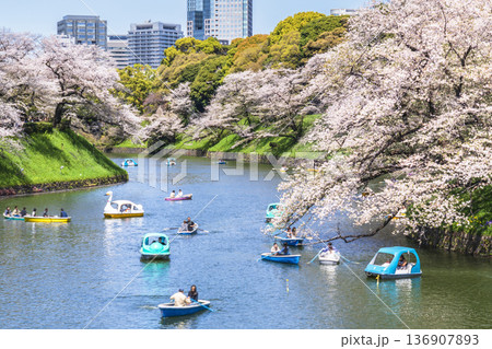 春の千鳥ヶ淵 行楽日和の東京 花見を楽しむ人々【東京都・千代田区】 春の千鳥ヶ淵 行楽日和の東京 花見を楽しむ人々【東京都・千代田区】 136907893