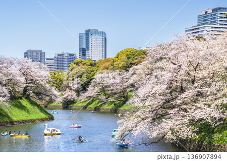 春の千鳥ヶ淵公園 青空に映える桜と都市の風景【東京都・千代田区】 春の千鳥ヶ淵公園 青空に映える桜と都市の風景【東京都・千代田区】 136907894