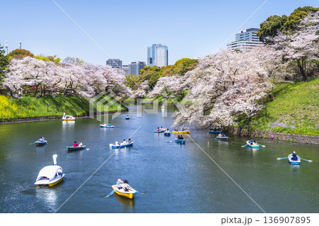 春の千鳥ヶ淵　満開の桜　ボートに乗って花見を楽しむ人々【東京都・千代田区】 136907895