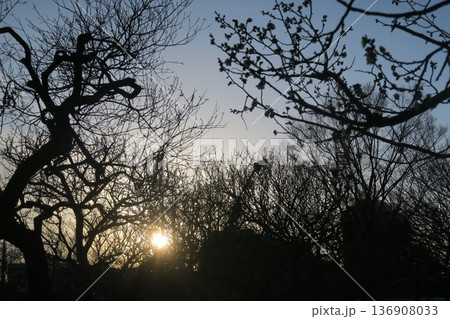 春の訪れを告げる梅の花 136908033