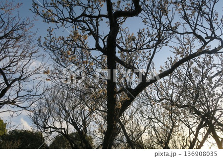 青空に映える白梅 青空に映える白梅 136908035
