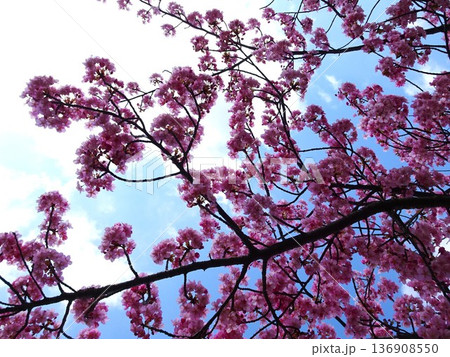 春の訪れ 136908550