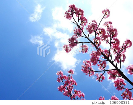 春の訪れ 136908551