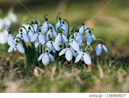 Group of blooming snowdrops, white petals, green stems 136908627